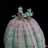 Euphorbia obesa JL   ÉPUISÉ - OUT of STOCK - AGOTADO